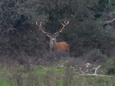 CIERVOS EN LA NIEBLA (Berrea 2025)