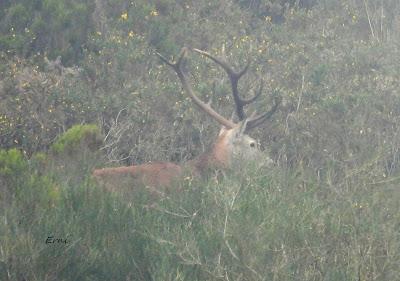 CIERVOS EN LA NIEBLA (Berrea 2025)