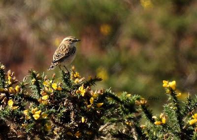 CIERVOS EN LA NIEBLA (Berrea 2025)
