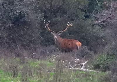 CIERVOS EN LA NIEBLA (Berrea 2025)