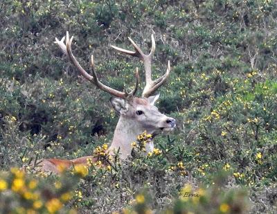 CIERVOS EN LA NIEBLA (Berrea 2025)