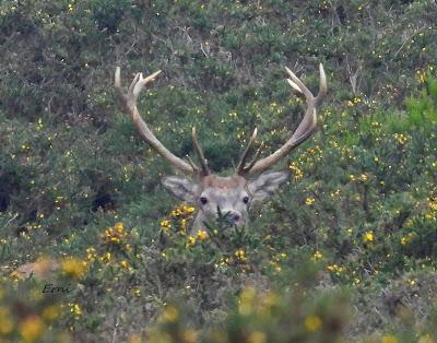 CIERVOS EN LA NIEBLA (Berrea 2025)