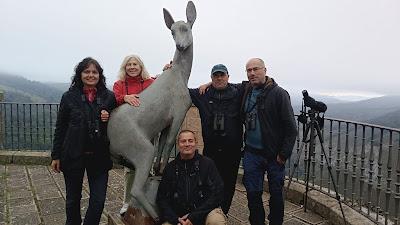 CIERVOS EN LA NIEBLA (Berrea 2025)