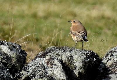 CIERVOS EN LA NIEBLA (Berrea 2025)