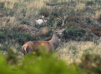 CIERVOS EN LA NIEBLA (Berrea 2025)