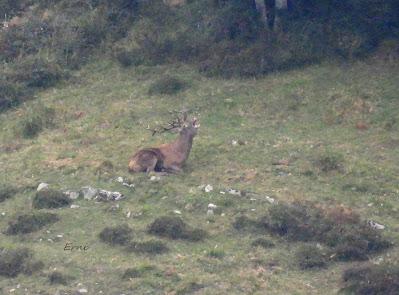 CIERVOS EN LA NIEBLA (Berrea 2025)