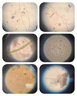 BotĂĄnica BotĂĄnica