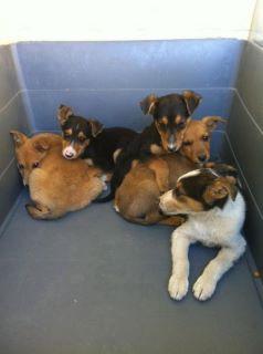 6 cachorros , en la protectora no sobreviviran