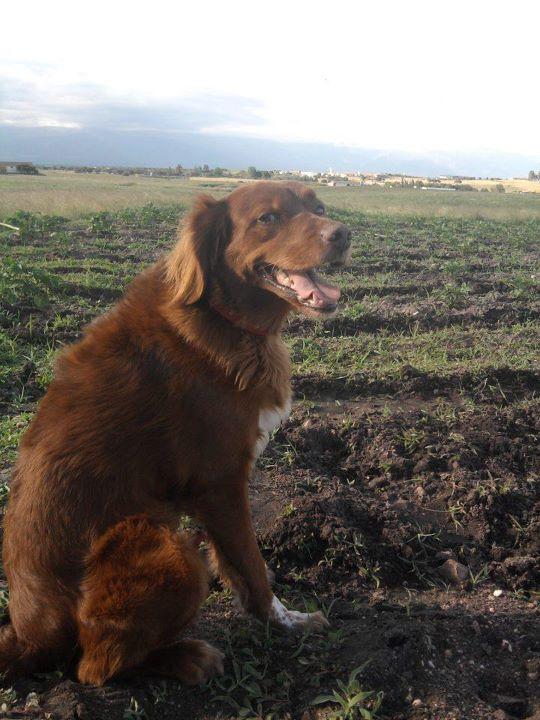 Historias de adoptad@s . Duke