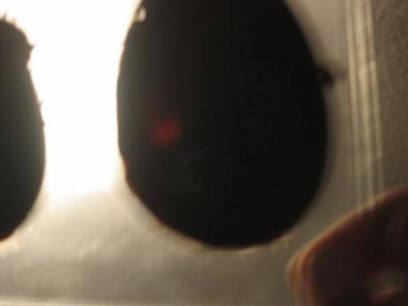 Huevos de chocolate - cómo empezar -