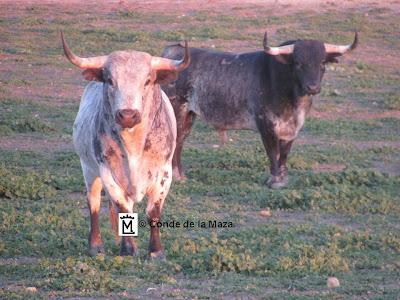 Los tíos del Conde de la Maza para este año