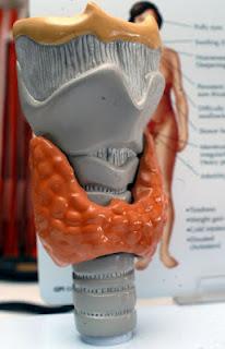 Mujeres mayores de 65 años, más propensas a desarrollar hipotiroidismo