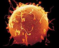 La Fertilidad Femenina es Ilimitada