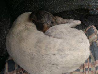 LUPO,BODEGUERO ABANDONADO DEJANDOSE MORIR,ACOGIDA URGENTE(CORDOBA