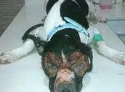 Guardia Civil instruye diligencias hombre dejar casi ciega perra medicarla