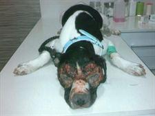 La Perra Se Recupera De Las Lesiones Sufridas Por Medicación Incorrecta