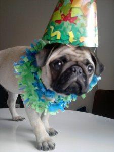 Pepa celebra con nosotros el hit 1000 de Mibulldog Francés