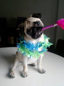 Pepa celebra con nosotros el hit 1000 de Mibulldog Francés