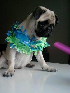 Pepa celebra con nosotros el hit 1000 de Mibulldog Francés