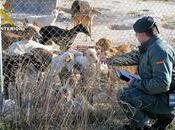 Desmantelado albergue clandestino perros Murcia