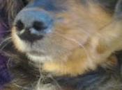 Viejita bulto enorme,sin dientes, cataratas perrera Toledo.