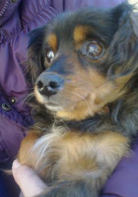 Viejita de 5kg con un bulto enorme,sin dientes, con cataratas perrera Toledo.