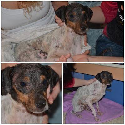 LUPO, bodeguero dejándose morir, no quiere comer!. RESCATADO!!