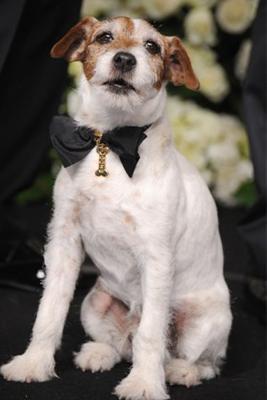 Collar Uggie pajarita oro Oscars 2012