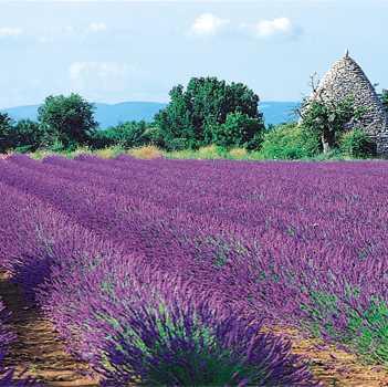 L'Occitane, el encanto de la Provenza