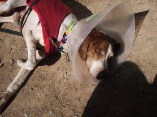 ASENET-PACHON NAVARRO MALTARTADO NECESITA ACOGIDA-VALENCIA