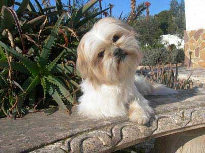 IPEK, PRECIOSA PERRITA CRUCE SHIH TZU, 1.5-2 AÑOS, TAMAÑO PEQUEÑO. MAJÍSIMA‏...