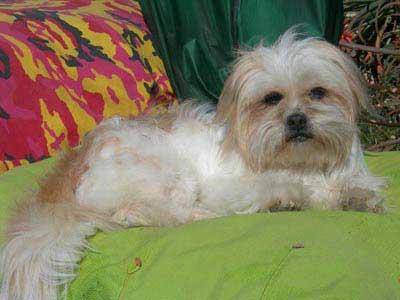 IPEK, PRECIOSA PERRITA CRUCE SHIH TZU, 1.5-2 AÑOS, TAMAÑO PEQUEÑO. MAJÍSIMA‏...