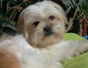 IPEK, PRECIOSA PERRITA CRUCE SHIH TZU, 1.5-2 AÑOS, TAMAÑO PEQUEÑO. MAJÍSIMA‏...