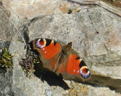 Pequeña invasión de pavos reales
