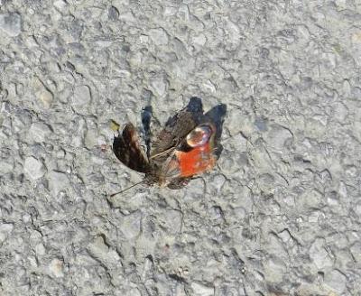 Pequeña invasión de pavos reales