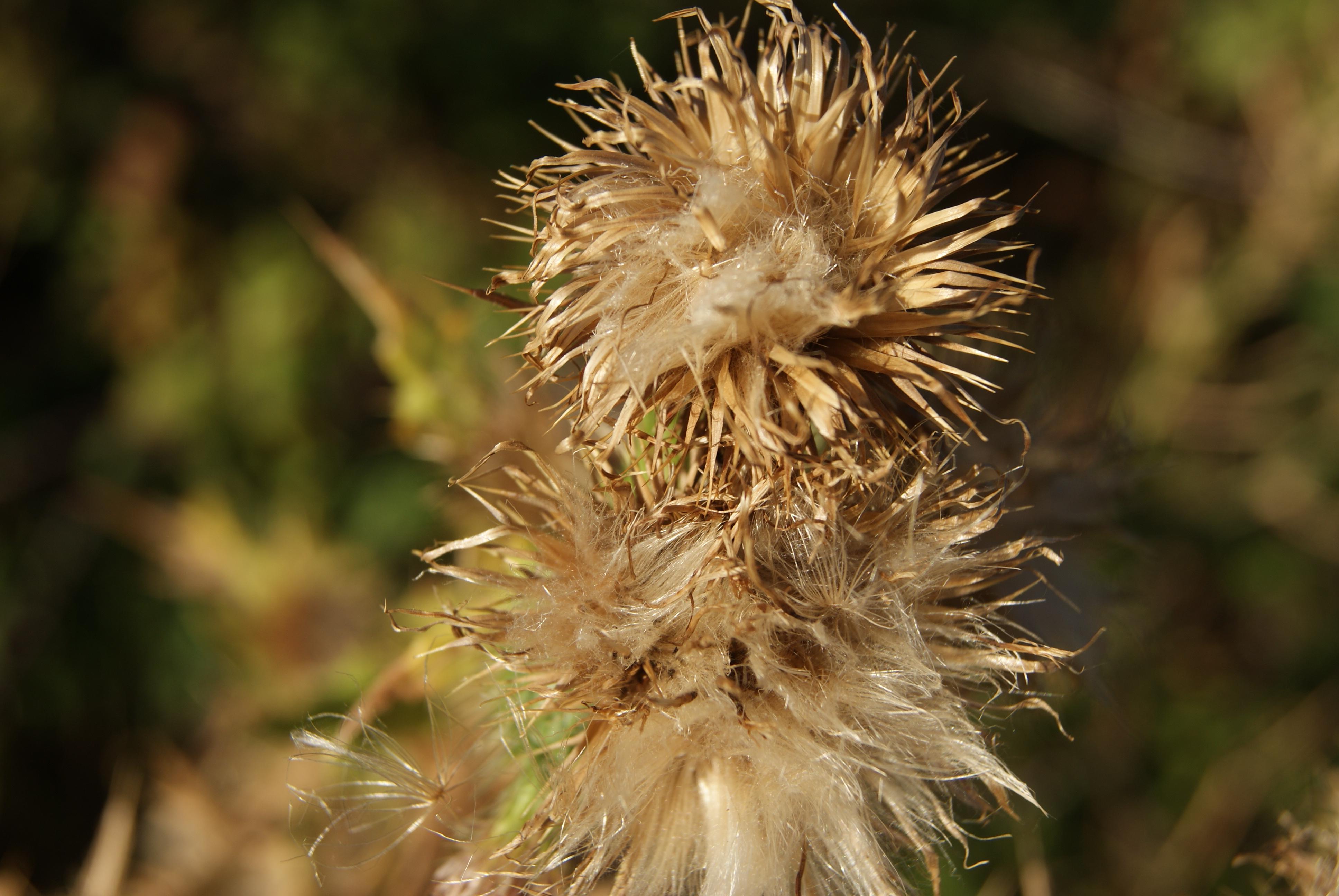 belleza extraña de los cardos