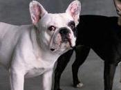 Diferencia entre razas Bulldog Francés Boston Terrier