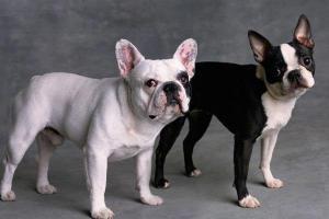 Diferencia entre las razas Bulldog Francés y Boston Terrier