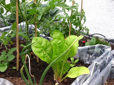 Huertas Caseras con elementos reciclados