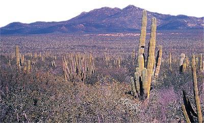 El camino del éxito