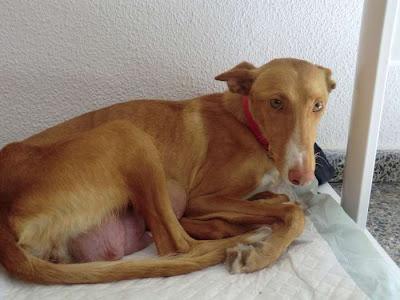 CALA, podenquita de un año, y sus cachorros, en adopción. (Murcia)