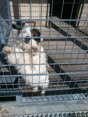 PEQUEÑO DEJADO EN UNA JAULA DE LA PERRERA POR SUS DUEÑOS...cree que sus dueños volverán.. (Córdoba)