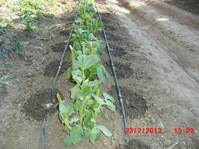 LA ACTIVIDAD EN EL HUERTO EN FEBRERO