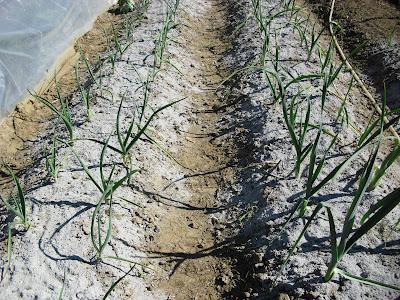 LA ACTIVIDAD EN EL HUERTO EN FEBRERO