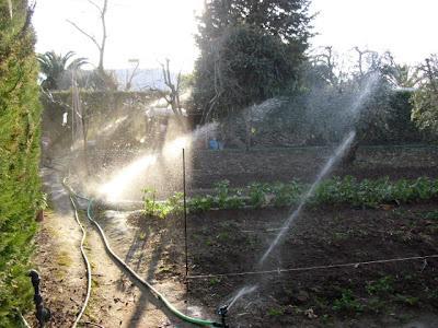 LA ACTIVIDAD EN EL HUERTO EN FEBRERO