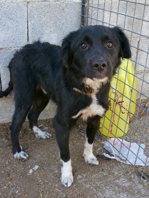 GOLFO, EL DULCE GOLFO NECESITA UN HOGAR URGENTE!  (MURCIA)