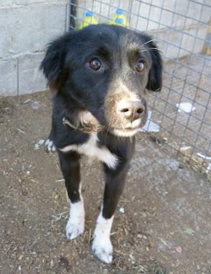 GOLFO, EL DULCE GOLFO NECESITA UN HOGAR URGENTE!  (MURCIA)