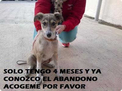 AYUDA SIENDO CASA DE ACOGIDA - COLABORA‏