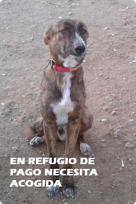 AYUDA SIENDO CASA DE ACOGIDA - COLABORA‏