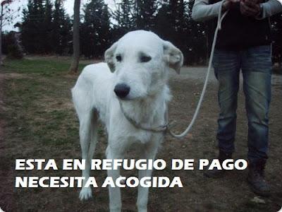 AYUDA SIENDO CASA DE ACOGIDA - COLABORA‏